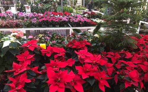 50 € Gutschein  für Kissener's Gartenmarkt