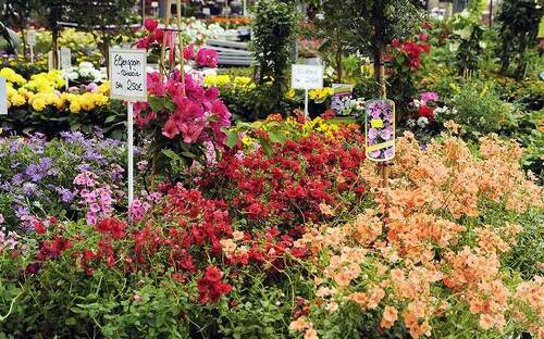 50 € Gutschein  für Kissener's Gartenmarkt