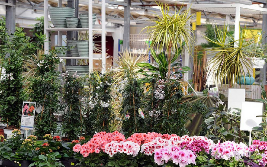 50 € Gutschein für Kissener's Gartenmarkt