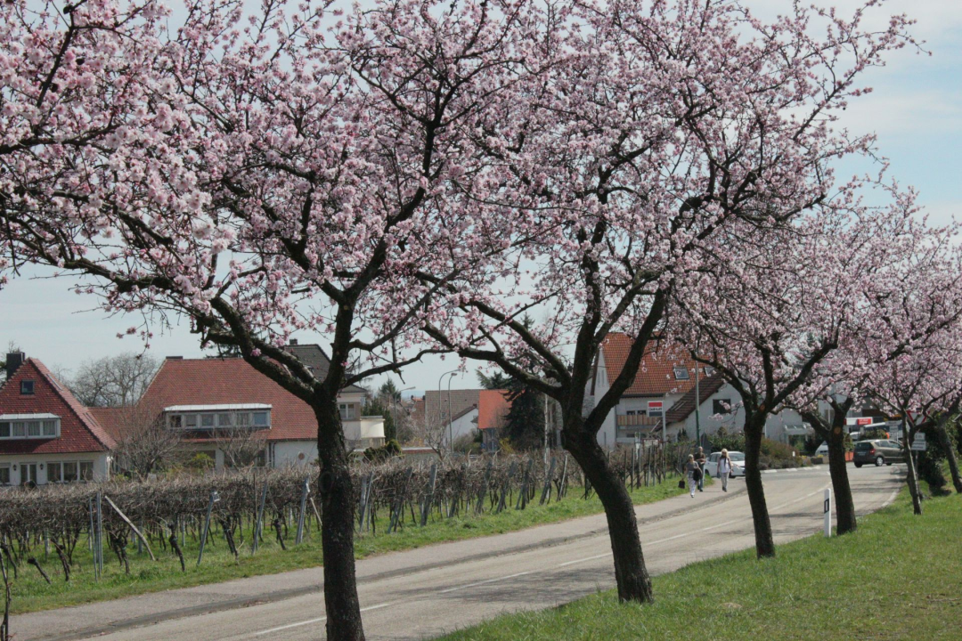 MANDELBLÜTE IN DER PFALZ - 5 Übernachtungen für 2 Personen im Doppelzimmer Im Hotel Die kleine Blume