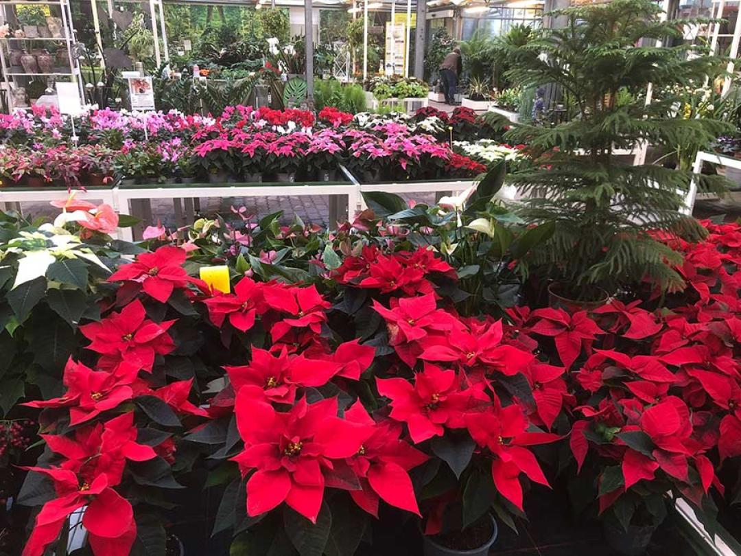 50 € Gutschein für Kissener's Gartenmarkt