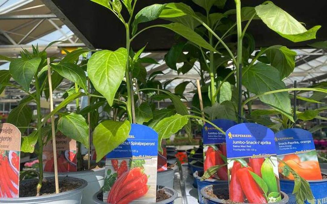 50 € Gutschein für Kissener's Gartenmarkt