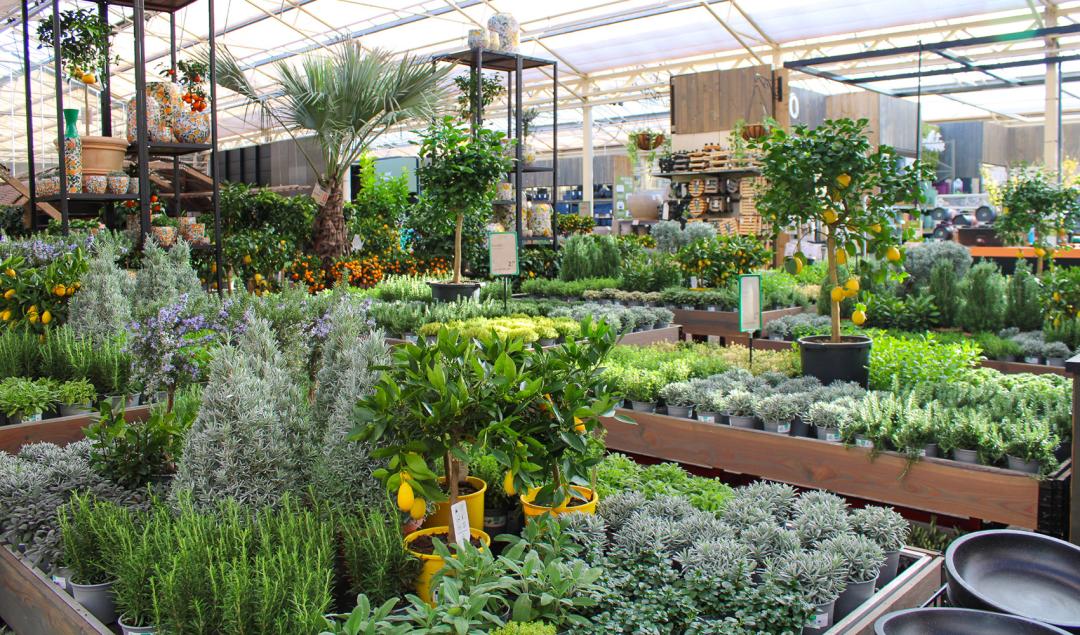 100-Euro-Gutschein vom Gartencenter Leurs in Venlo 
